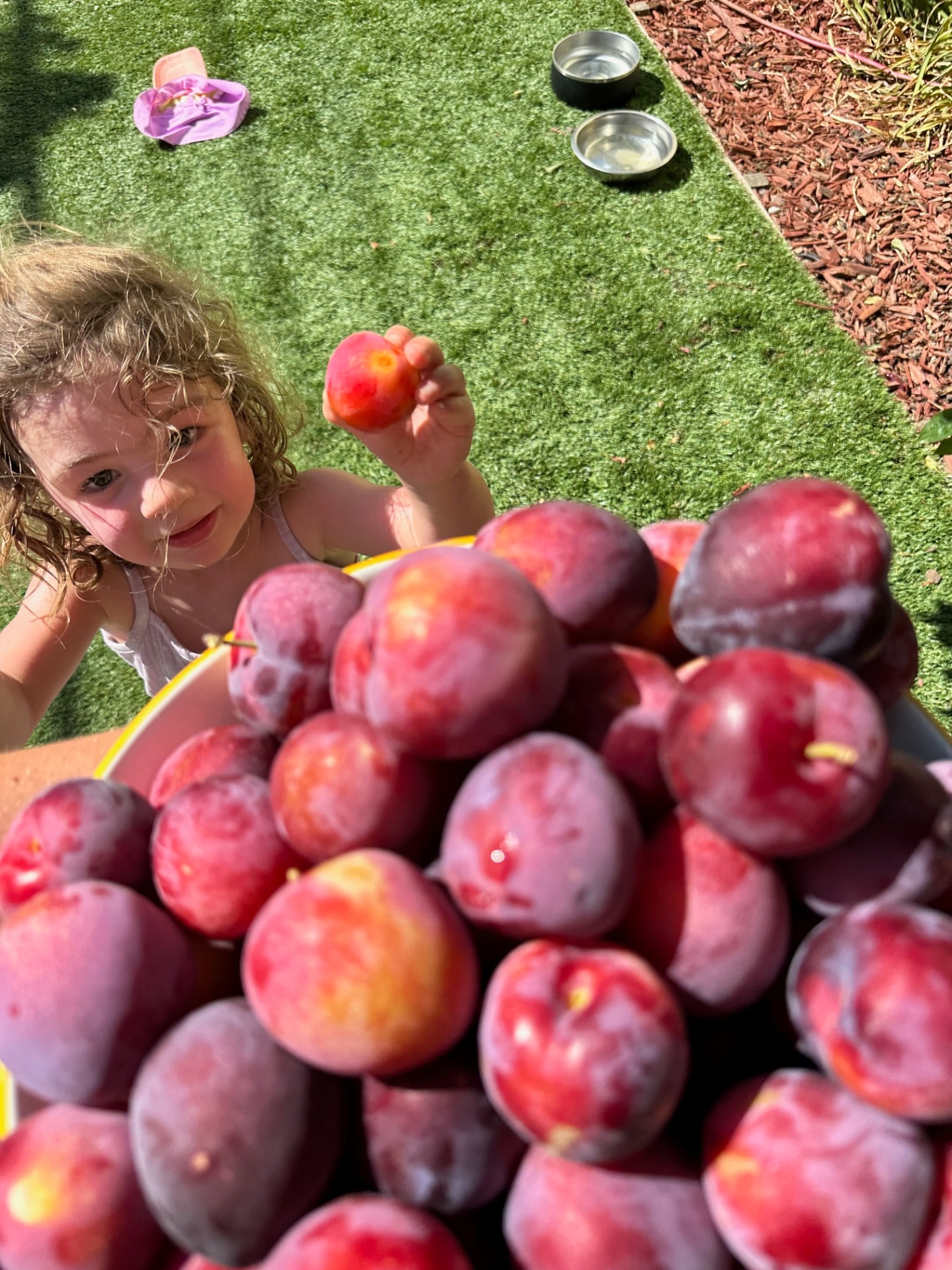 Little one peeking over a heaping bowl of just-picked plums