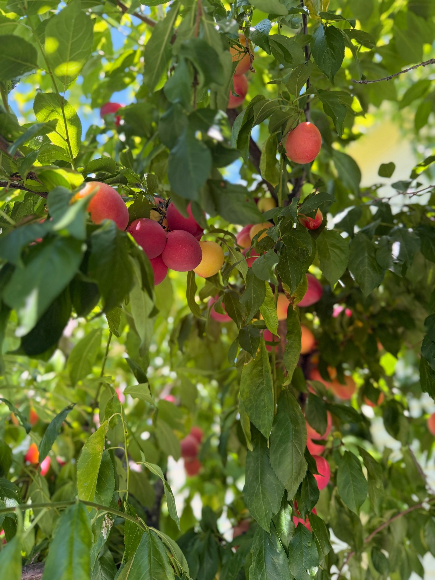 Plum tree heavy with pink and gold fruit
