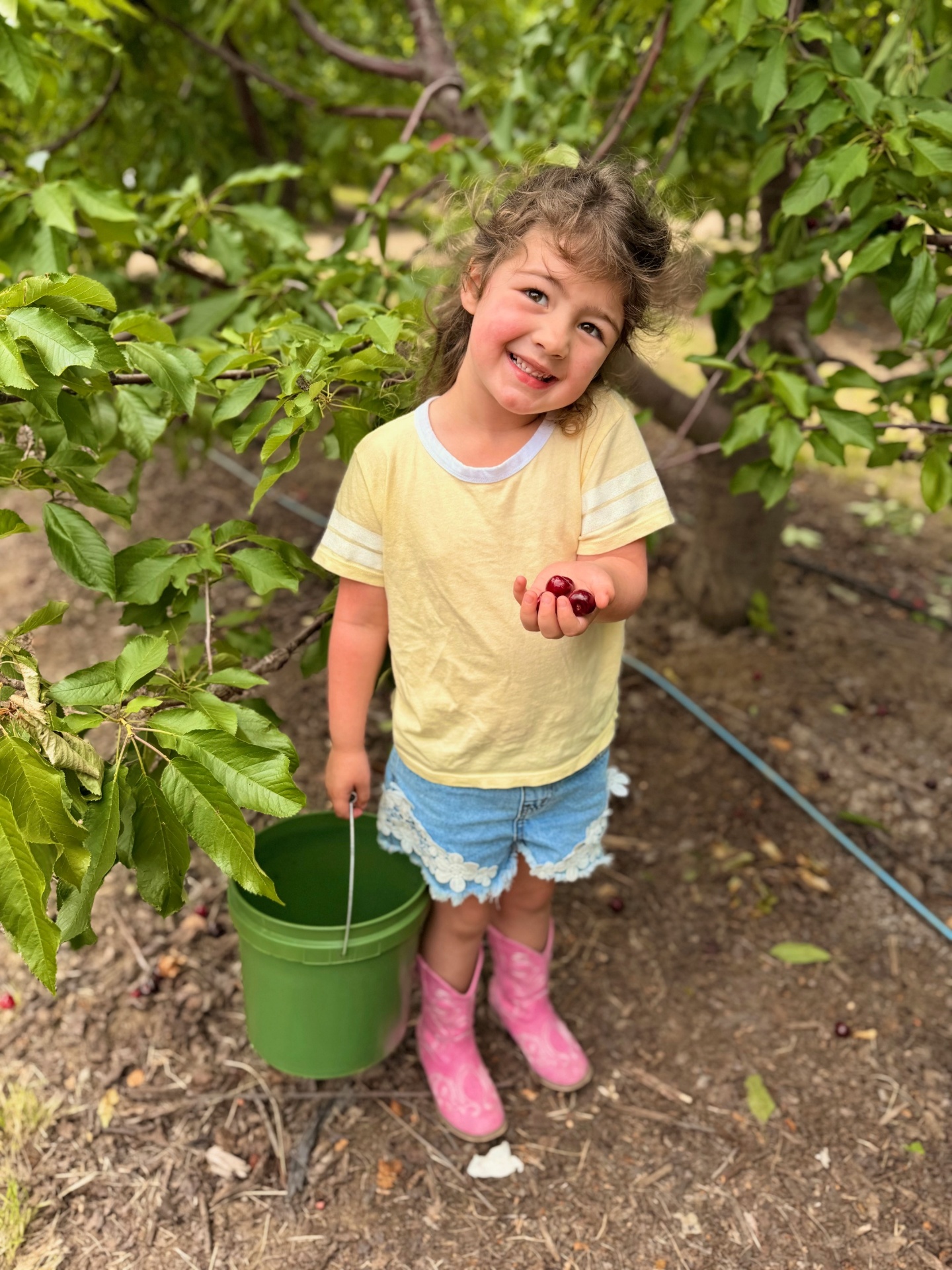 Cherry picking in pink boots with a green pail