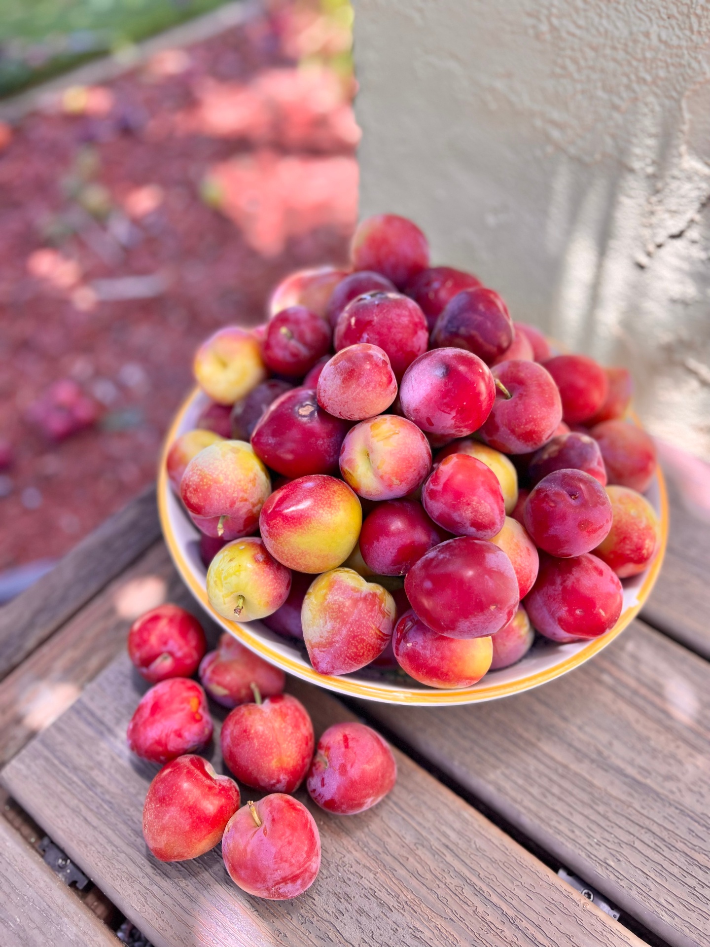 Bowl of ombré plums on a weathered wood table
