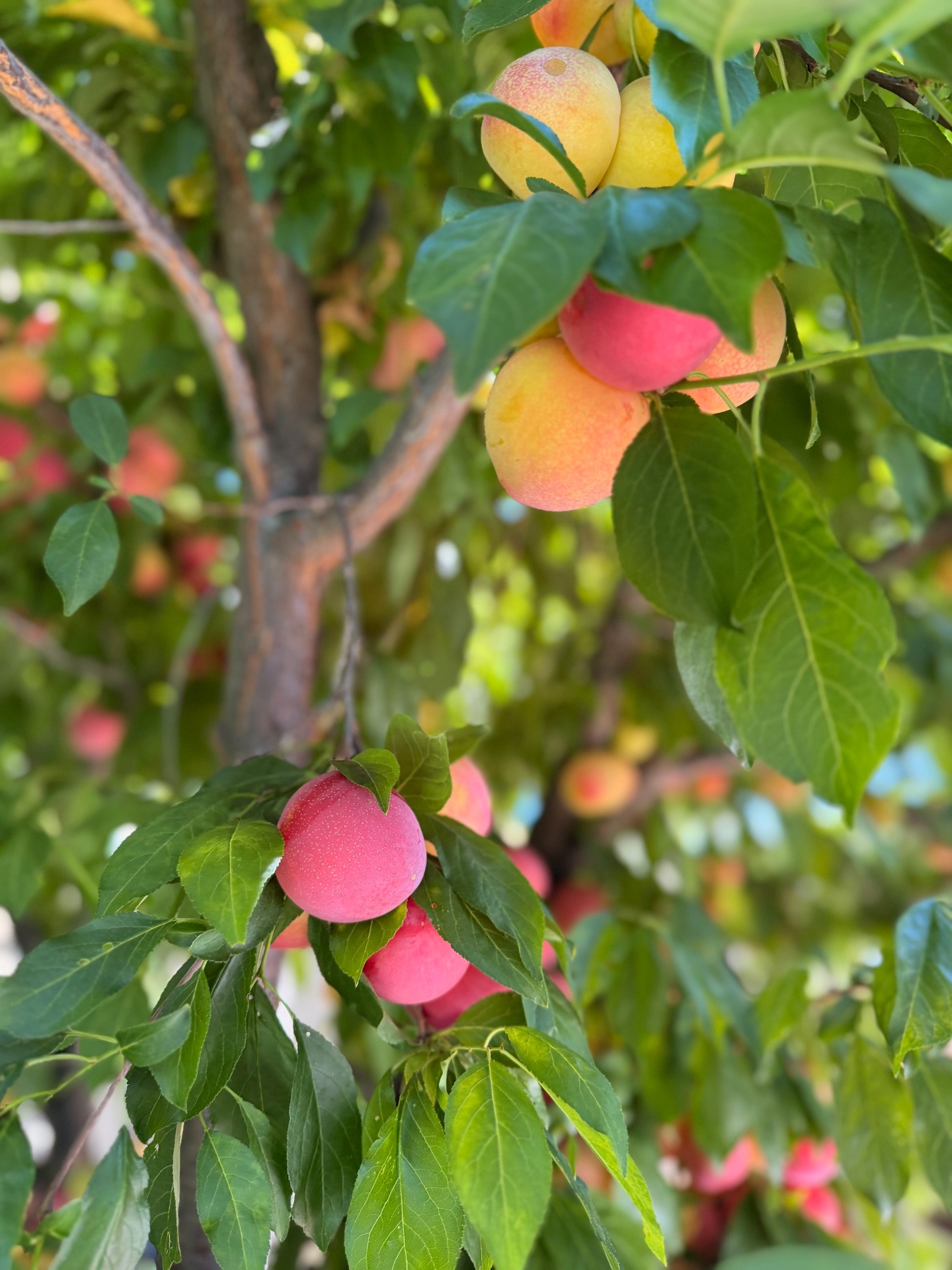 Sun-blushed plums ripening on the branch